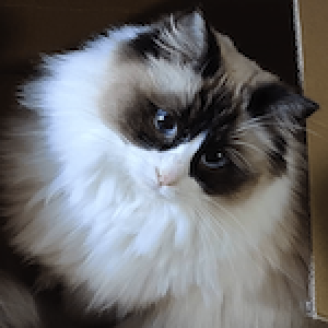 Avatar