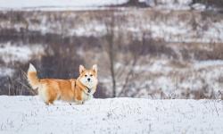 Featured image of post git commit husky npx not found