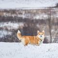 git commit husky npx not found