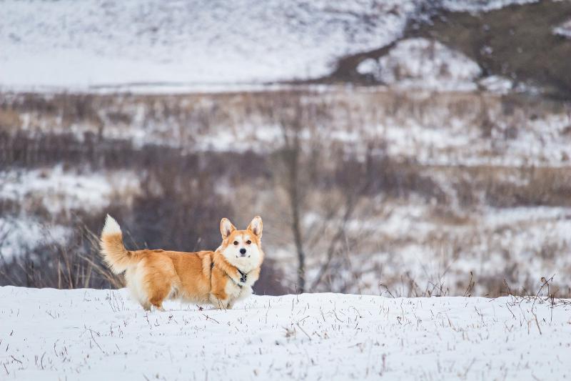 Featured image of post git commit husky npx not found